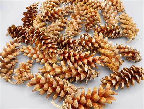 Natural NH Pine Cones 40 Raw Eastern White Pine Cones New Etsy