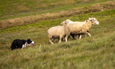30 Herding Dog Breeds Canines Who Love Corralling Livestock