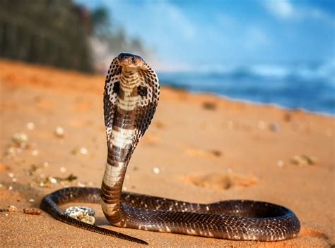 A Cobra é Um Animal Carnívoro Ensino