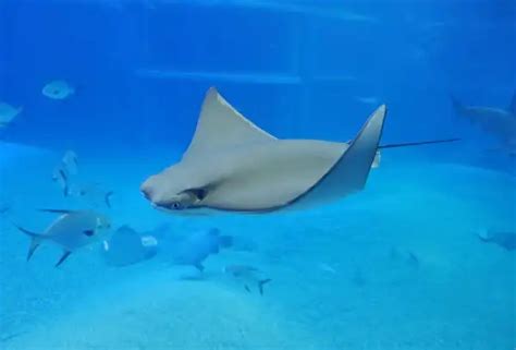 Manta Ray Facts Size Diet Pictures All Animal Facts