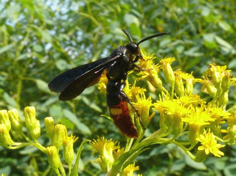 Ohio Birds And Biodiversity Blue Winged Wasp