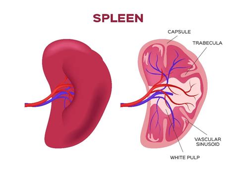 10 Things To Know About An Enlarged Spleen Facty Health
