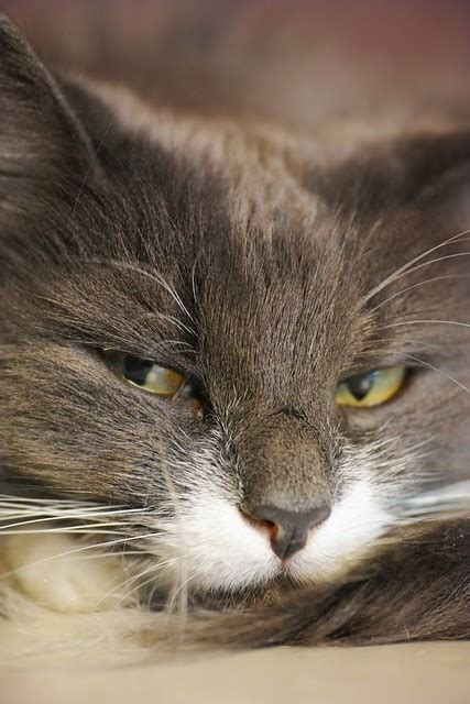 Norwegian Forest Cat Pictures And Information Cat