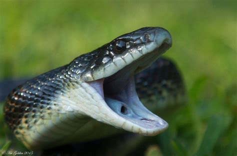 Snake Mouth Open Sea Snake