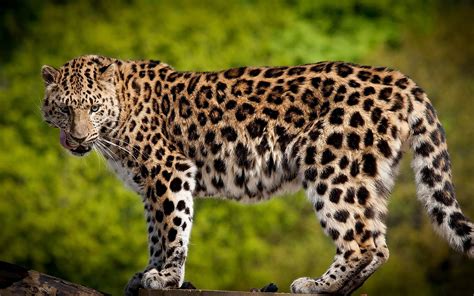 Beautiful Side View Of A Leopard Animals Animal Wallpaper Wild