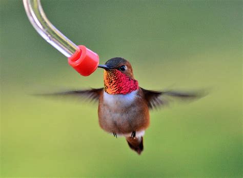 The Ultimate Guide To Hummingbird Feeding Chirp Nature Center