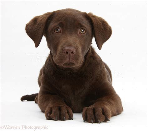 Dog Chocolate Labrador Pup 3 Months Old Photo Wp23073