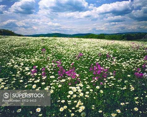 Wildflower Field On A Spring Afternoon Appalachian Mountain Foothills