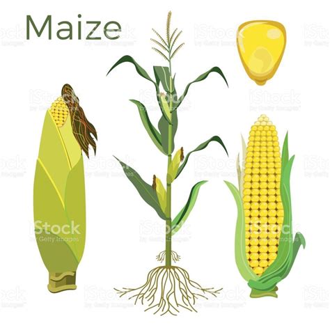 Set Of Maize Plant Vector Illustration Maize Plant Plants Plant Vector