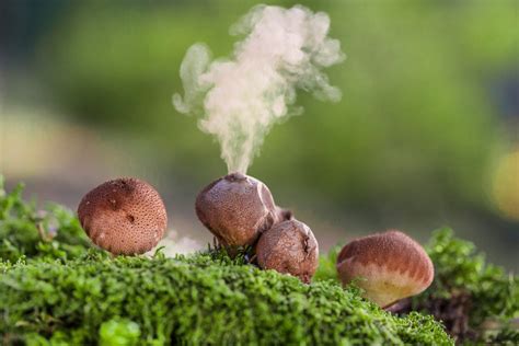 Puffball Mushroom Spores Ss Meigs Point Nature Center
