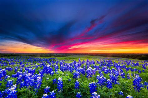 It's beautifully exotic flower bloom in early spring, and these texas natives can be found all over the great state. The 2019 Texas Wildflower Season Is the Best Bloom in 10 Years