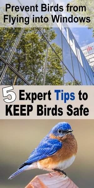 How To Keep Birds From Hitting Window Pictures