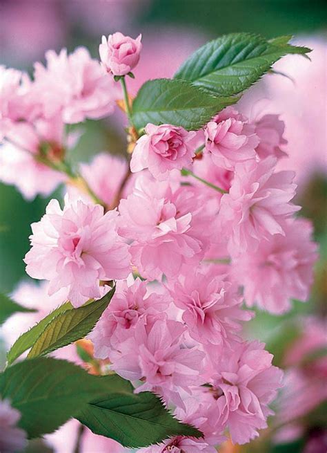 Pendula) are ornamental trees that are planted for their spectacular show of pink or white spring flowers. Cheal's Weeping Cherry - Monrovia - Cheal's Weeping Cherry ...