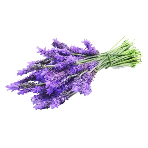 Lavender Png Free Png Image Collection