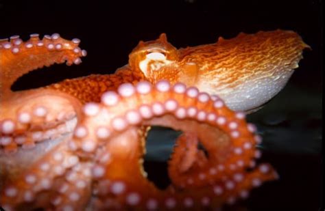 Pacific Octopus Description Habitat Image Diet And Interesting Facts