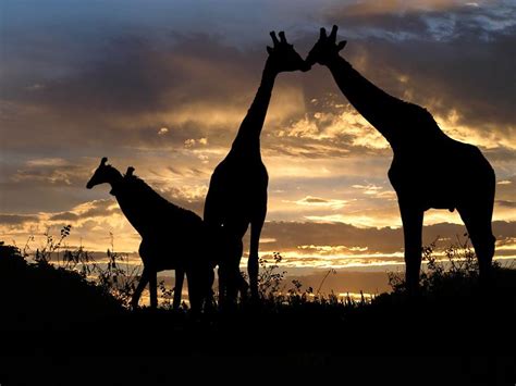 Giraffes Sunset In South Africa Africa Adventure Africa Sunset Giraffe