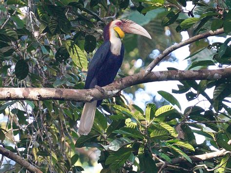 Burung Enggang In English Rhinoceros Hornbill Etsy Hamcisko