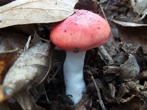 Red Mushrooms In Alabama All Mushroom Info