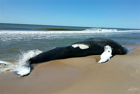 Dead Humpback Whale Washes Up On Long Island Beach