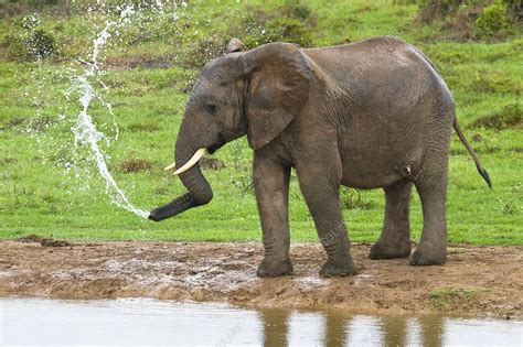 African Elephant Spraying Water Stock Image C014 4989 Science Photo Library