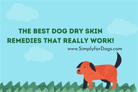 The Best Dog Dry Skin Remedies That Really Work Easy Processings