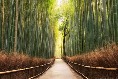 Free Bamboo Forest Wallpaper Downloads Bamboo Forest Wallpapers For FREE Wallpapers Com
