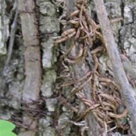 Poison Ivy Control Of Maryland Poison Ivy Identification Baltimore Md