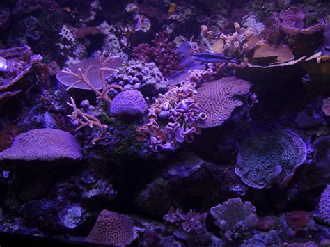 Fluorescent Corals The Magic Is In The Details Xcaret Blog
