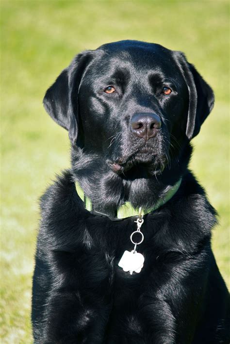 My Jack Is 3 Years Old Jack The Black Lab Black Labs Dogs Labrador