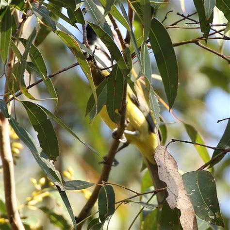 Australian Birds Bowerbirds Fairywrens Honeyeaters Lyrebirds