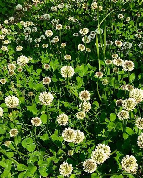 12 Best Weeds With White Flowers Balcony Garden Web