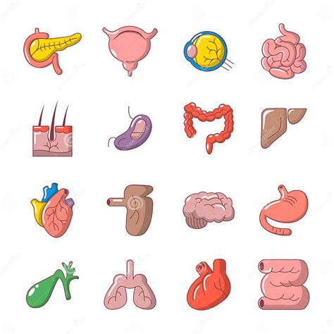 Internal Human Organs Icons Set Cartoon Style Stock Vector
