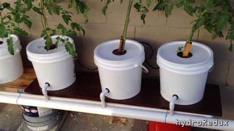 This Is My First Video Of My Dutch Bucket Hydroponic System Hope You