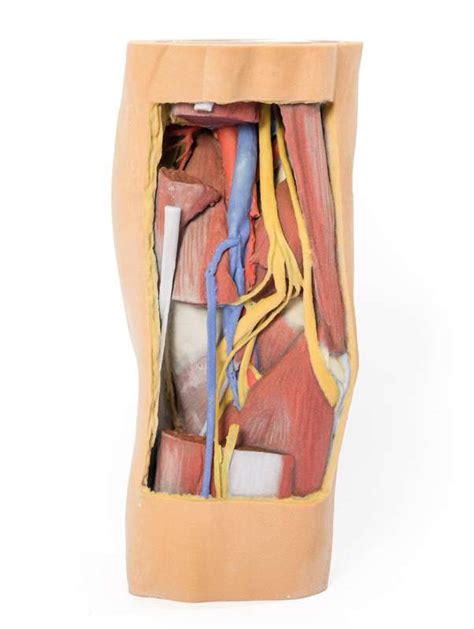 Popliteal Fossa Distal Thigh And Proximal Leg EAN 4250395319263