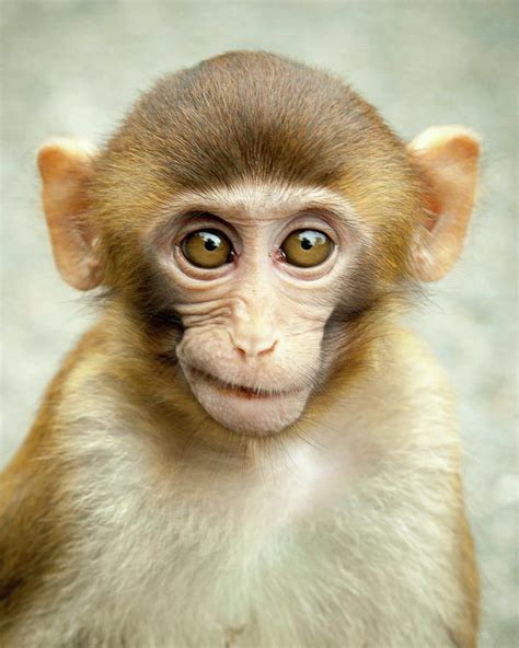 Monkey Boy Photograph By Stephanie Arberg Fine Art America