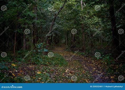 Mysterious Autumn Forest Stock Image Image Of Land 259332401