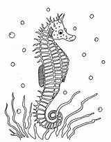Coloring Seahorse Printable sketch template