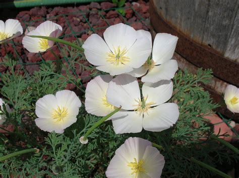 California Poppy White Linen Eschscholzia Californica California