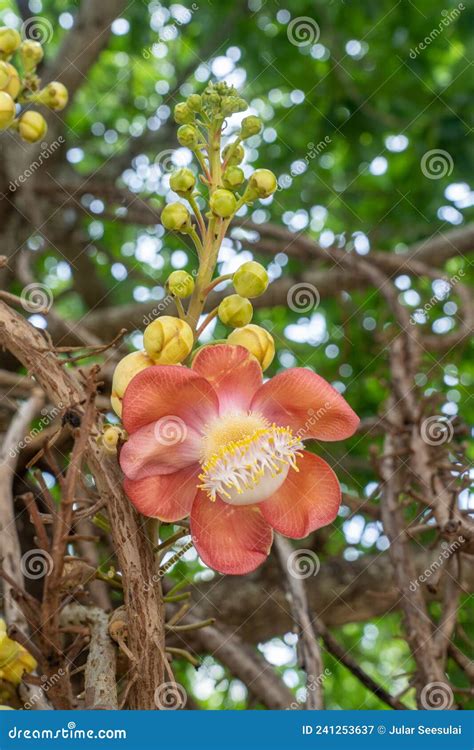 Fresh Shorea Robusta Flower Blooming In The Temple Stock Image Image