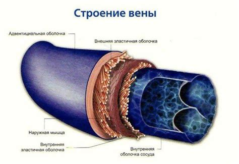 Раскроем тему Вены и артерии нижних конечностей в чем разница