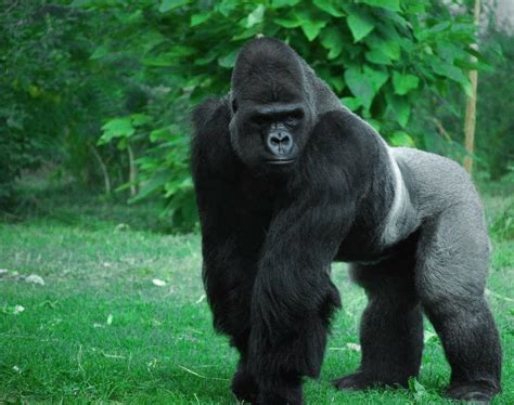Gorilla Carroll 2016 17 Endangered Species