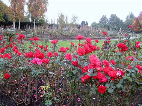 Rose Garden At Regents Park Regents Park Park Plants