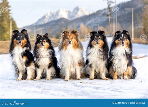 Shetland Sheepdog Outdoor Portrait On The Snow With Background Of