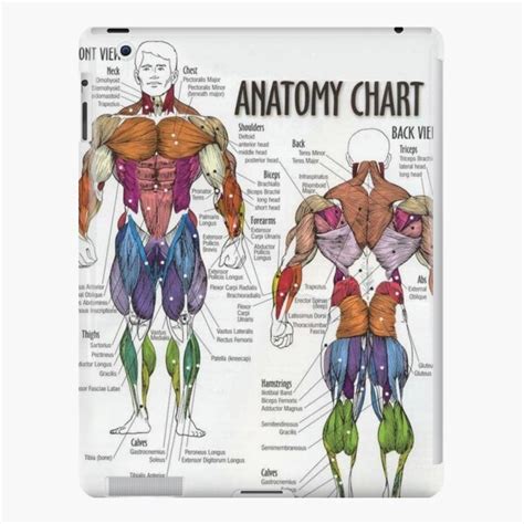 Anatomy Chart Muscle Diagram Ipad Case And Skin By Superfitstuff