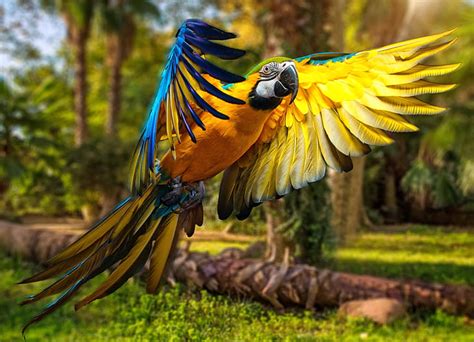 Hd Wallpaper Macaws Birds Animals Parrot Wallpaper Flare