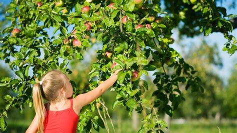 Feed the trees every 6 months with a slow release fertiliser, provide plenty of sunlight, and keep the tree moist. Family fruit picking in Sydney | ellaslist