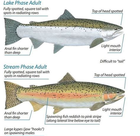 Steelhead Salmon Spawning