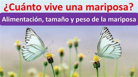 ¿cuánto Viven Las Mariposas Lib Answers