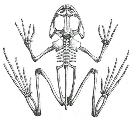 Animal Skull Drawing Skeleton Drawings Skulls Drawing
