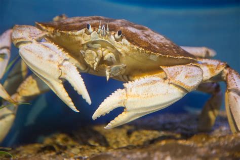 10 Different Types Of Crabs And Their Characteristics You